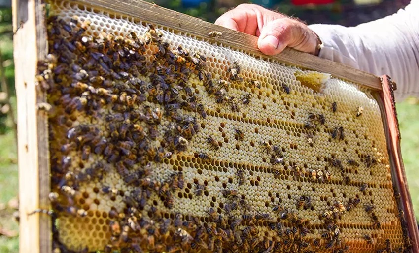 abejas f guerrillero