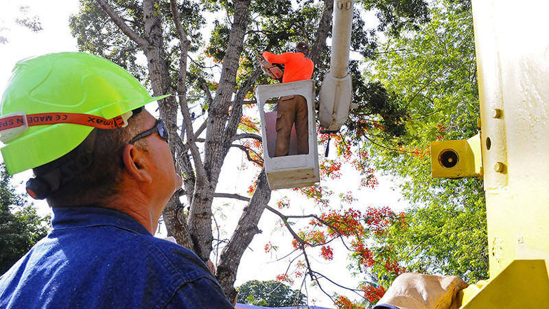Foto: Alejandro García Sánchez / invasor poda arboles