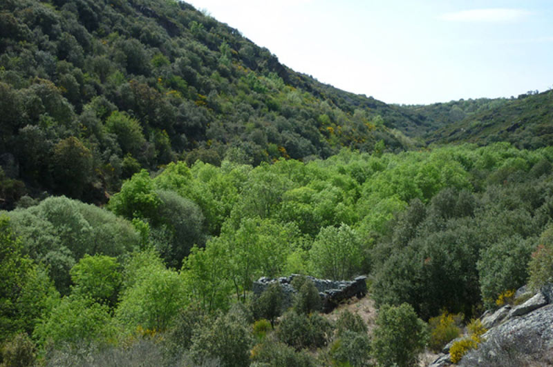 bosques 1