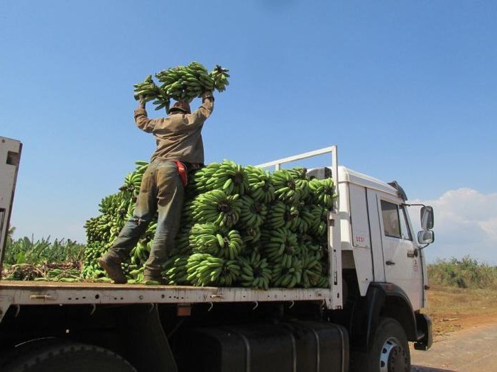 agriculture