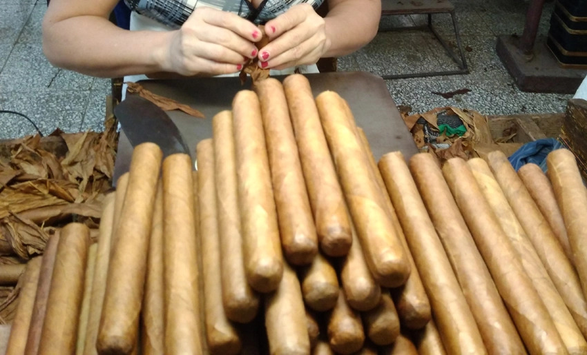 tabacos torcidos holguin