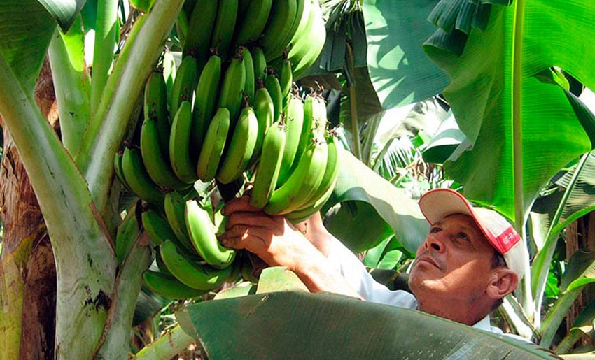 agricultura platano
