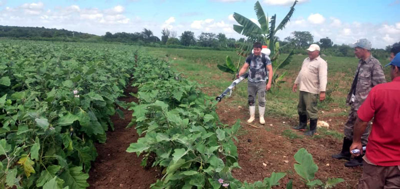 proyecto agrícola Urbano Noris 3