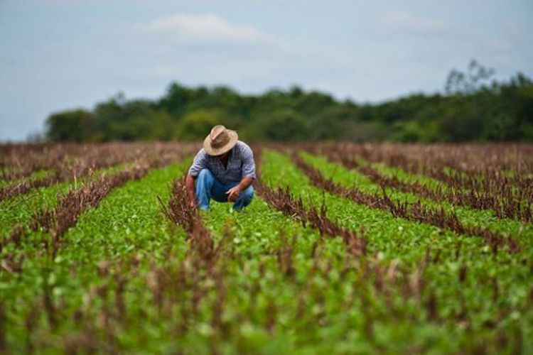Agricultura en CUba 580x387
