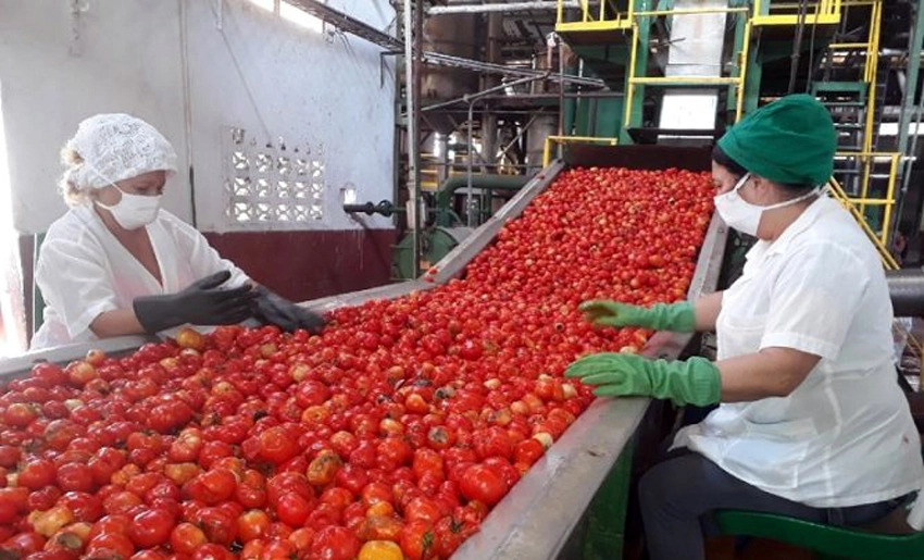 empresa conserva de vegetales turquino holguin