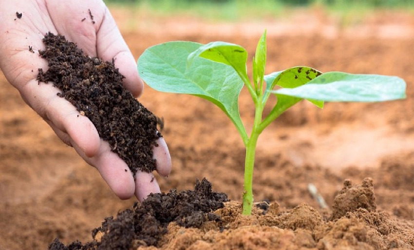 fertilizantez naturales