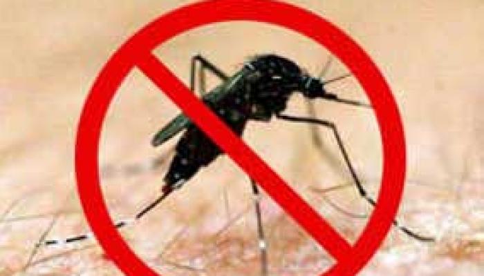 aedes