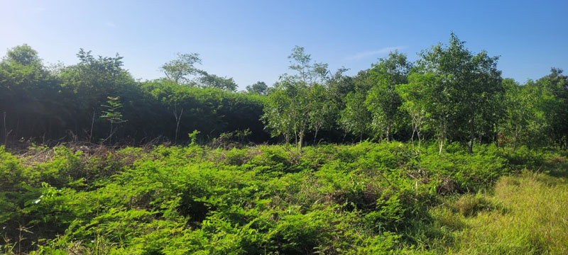 bosque jambolán 02