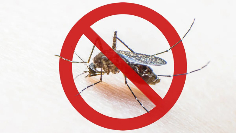 mosquito