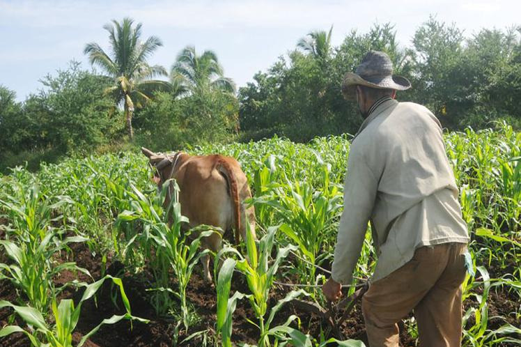 agricultura cuba