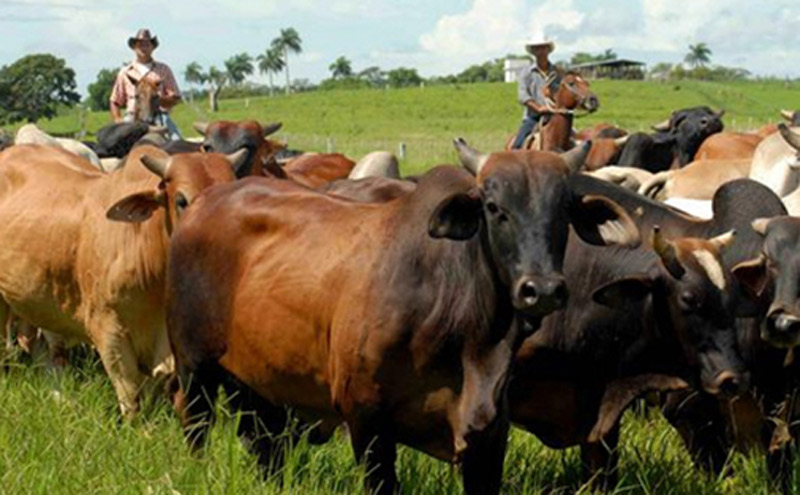 ganaderia Hg