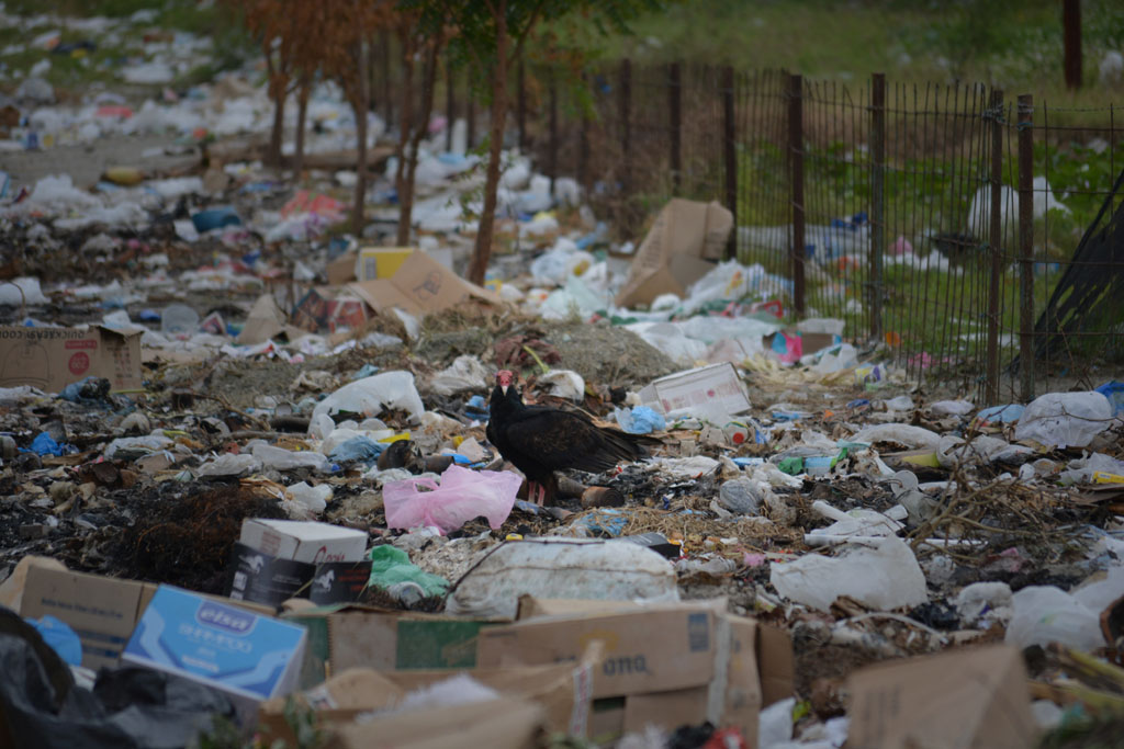 La afluencia de roedores y aves de rapiña acarrea daños para la salud de los holguineros. basura 05