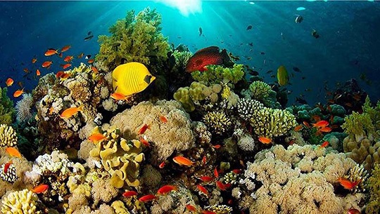 arrecifes coral Caribe