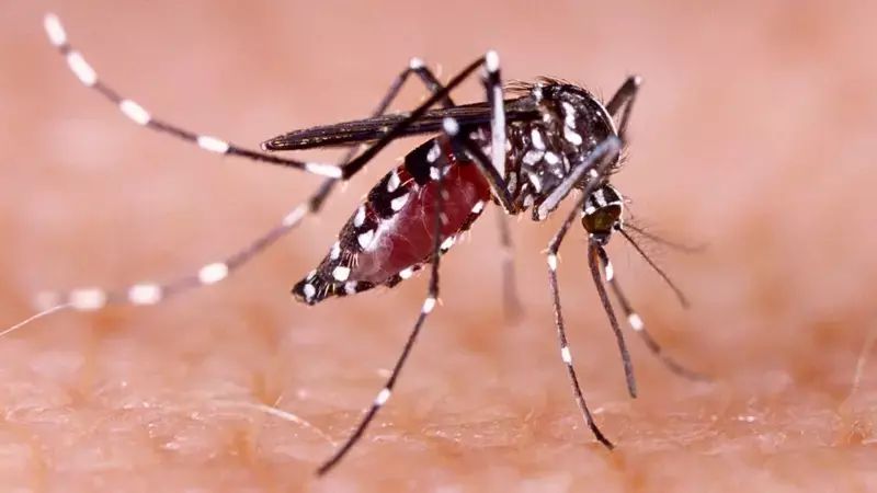 mosquito dengue