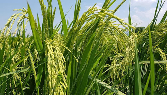 arroz pinar rio popular 2025