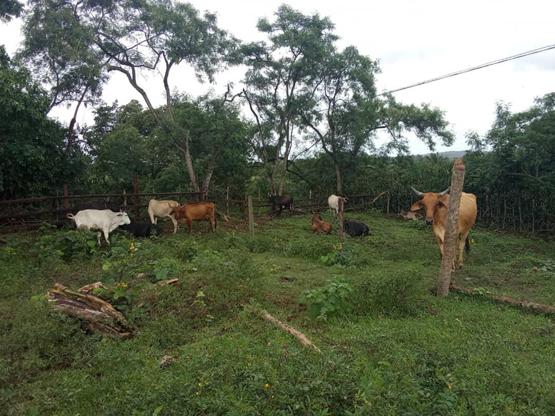 Agricultura4
