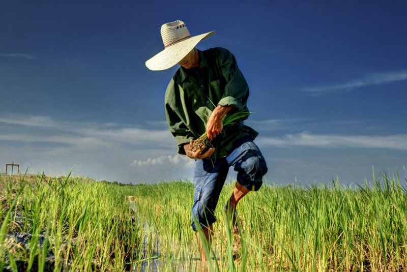 dia agricultor
