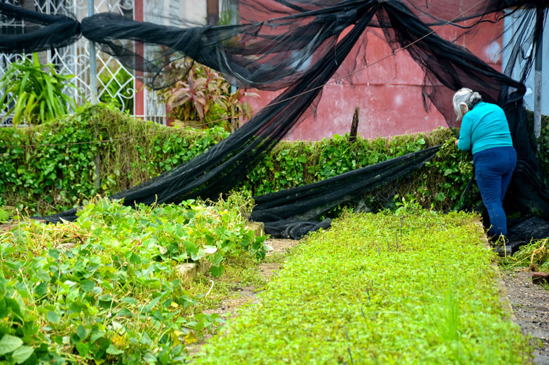 recuperación melissa 02