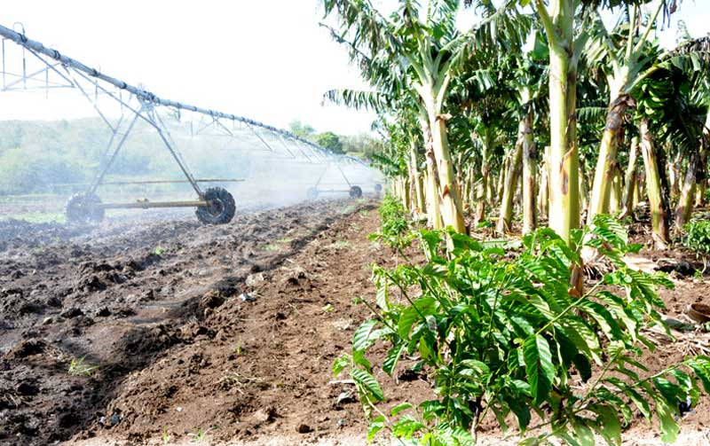 Agricultura retos Elder