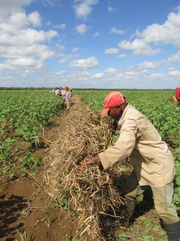 trabajo en el campo 580x773