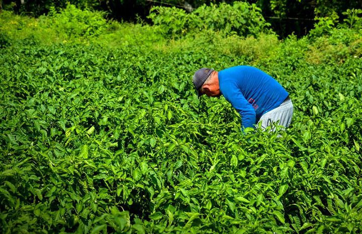 0409 empresa propaganda holguin autoconsumo agricola