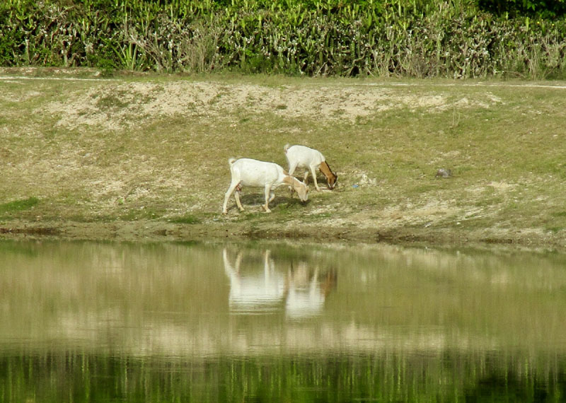 campo cuba 06