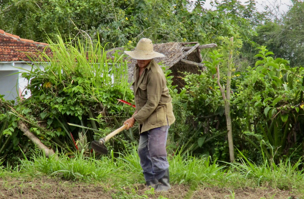 campo cuba 07