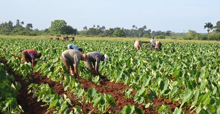 Agricultura