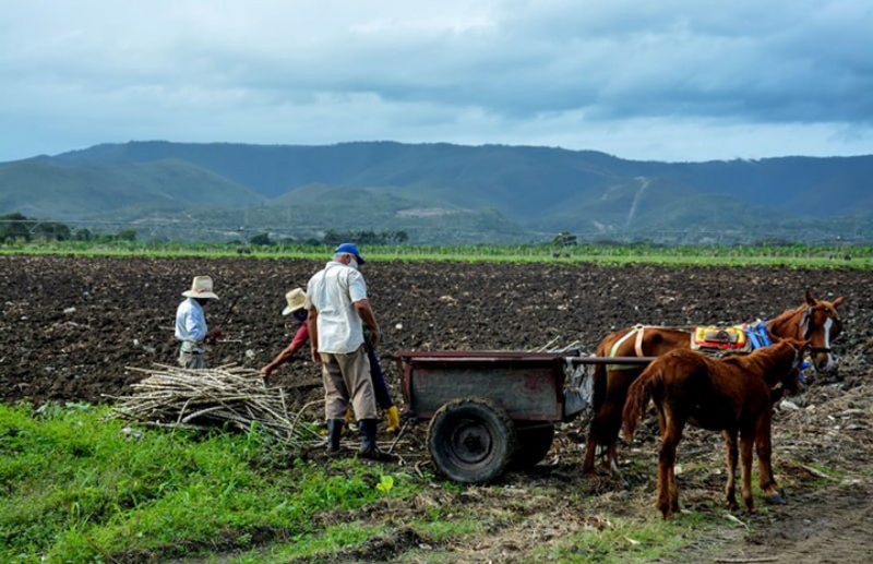agricultura 01