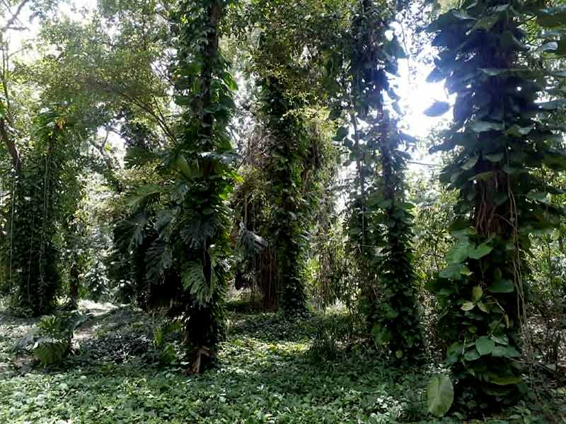 botánico 1