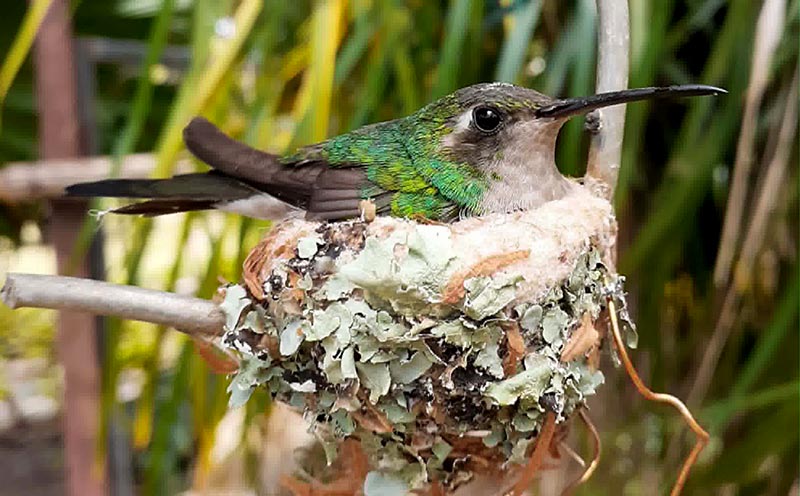 botánico 5