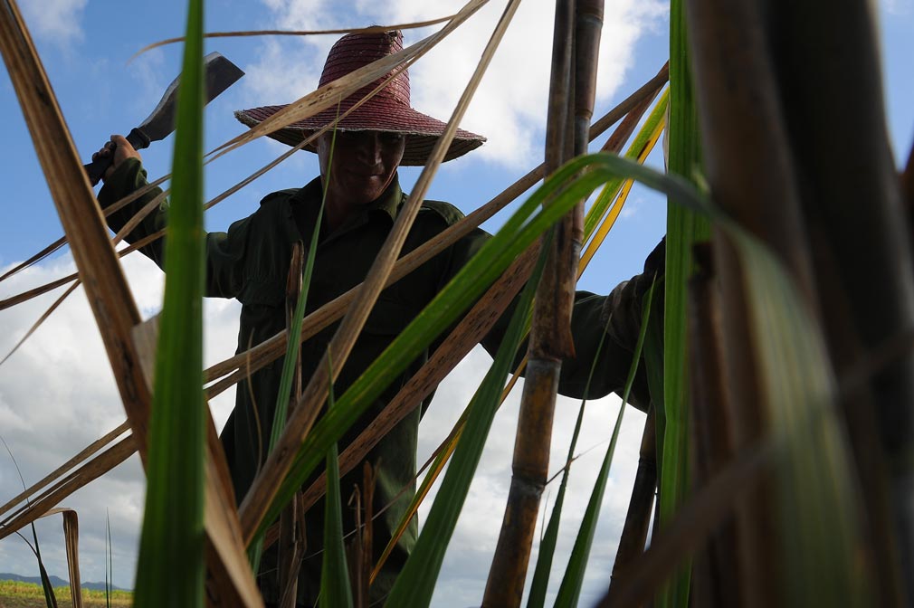 Macheteros en Holguín. Foto: Carlos Rafael