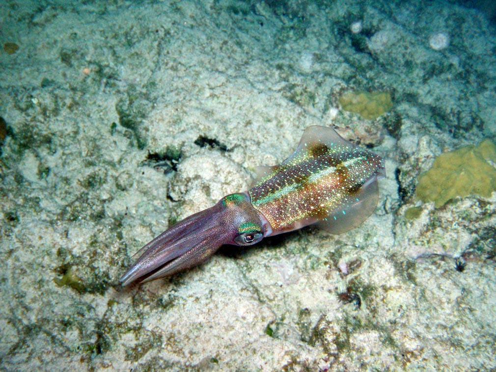 guardalavaca submarina 03