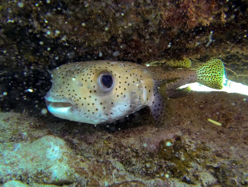 guardalavaca submarina 12