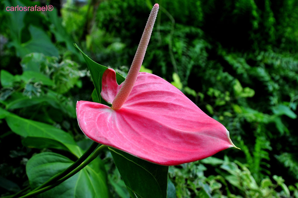 Jardín Botánico de Holguín