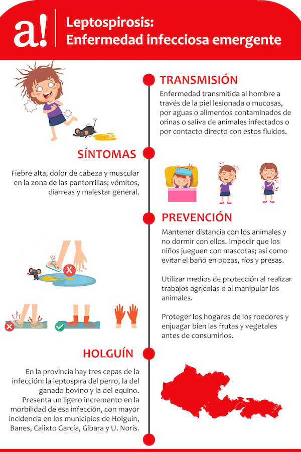 infografia leptospirosis