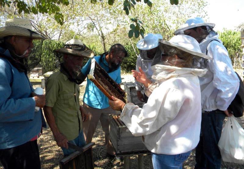 apicultura hg 1