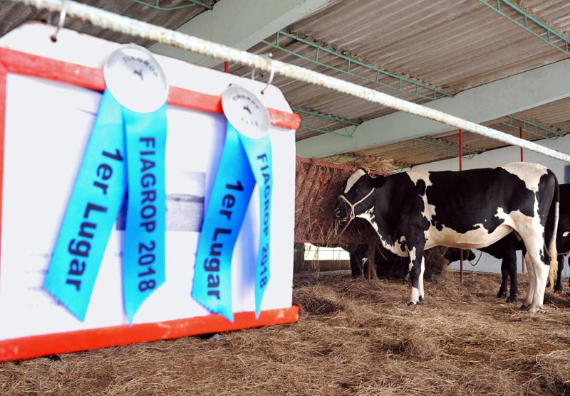 Los premios de El Vapor son frecuentes en las ferias agropecuarias./ Fotos: Del autor y Carlos Rafael Vaqueria 2