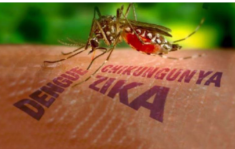aedes aegypti