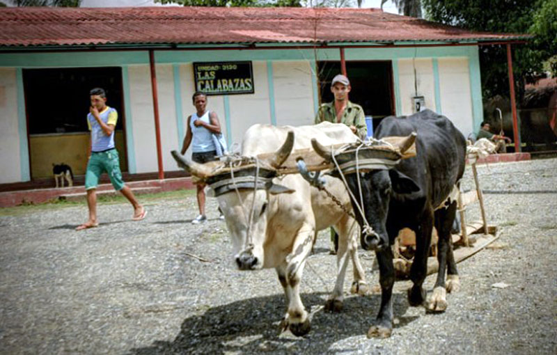 montanas eglis 3