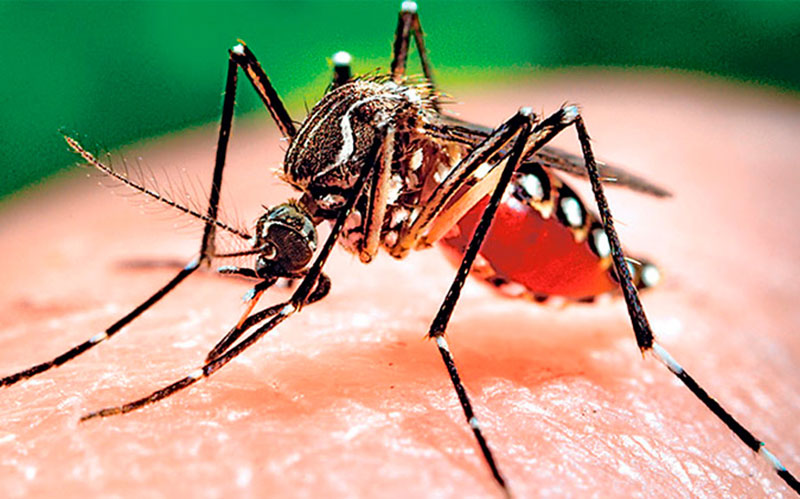 mosquito aedes hg
