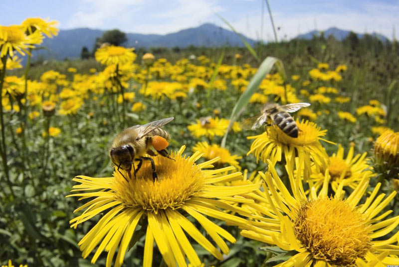 abejas 1