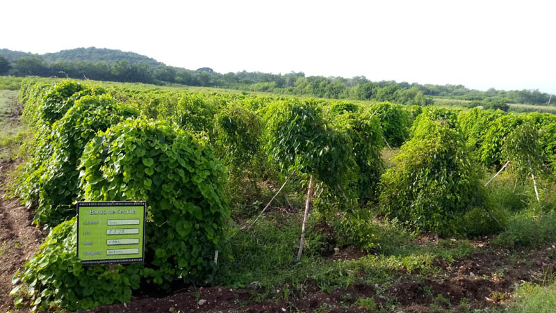 unidad investigación agropecuaria 5