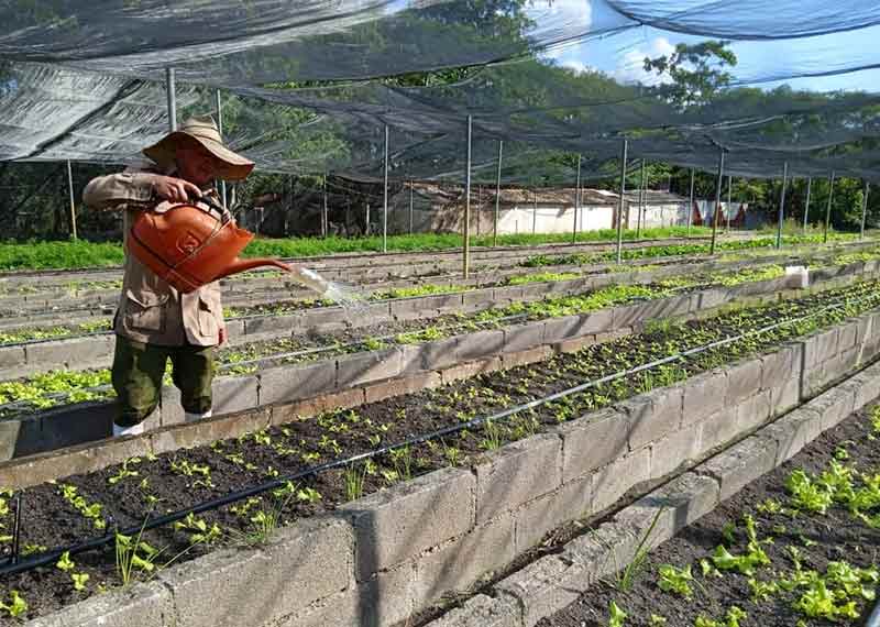 tierra organopónico ELA 4