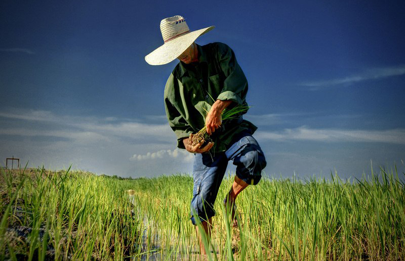 1212 holguin cultivo de especies resilientes