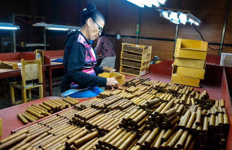 produccion tabacalera holguin2