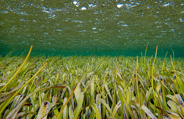 0923 pastos marinos